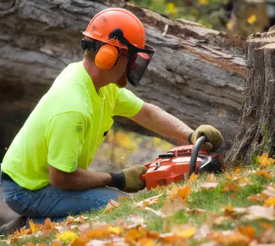 tree services Bronson